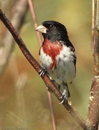 Photo (5): Rose-breasted Grosbeak