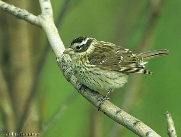 Photo (12): Rose-breasted Grosbeak