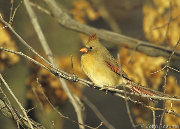 Photo (8): Northern Cardinal