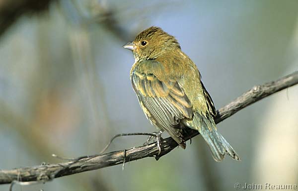 Photo (6): Indigo Bunting