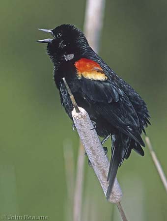 Photo (9): Red-winged Blackbird
