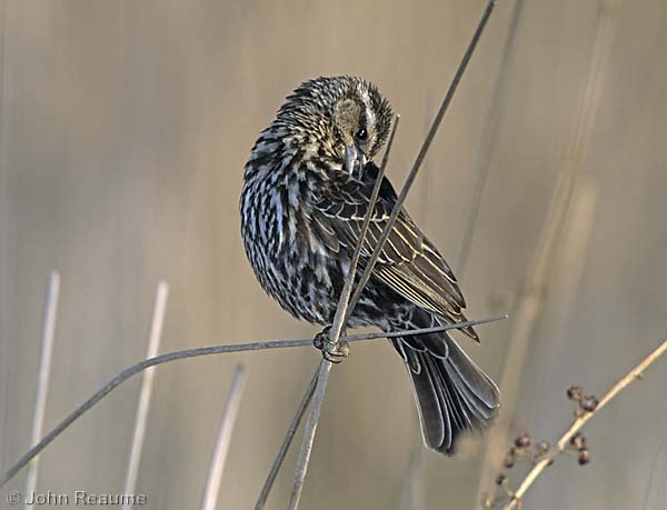 Photo (10): Red-winged Blackbird