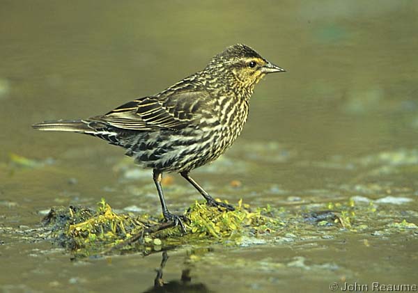 Photo (16): Red-winged Blackbird