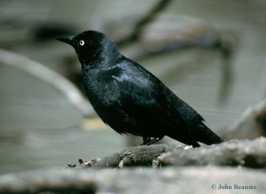 Photo (1): Rusty Blackbird