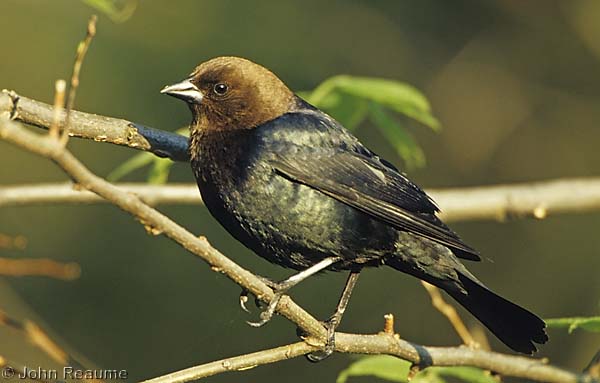 Photo (15): Brown-headed Cowbird