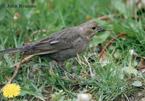 Photo (6): Brown-headed Cowbird