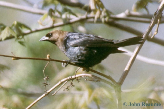 Photo (16): Brown-headed Cowbird