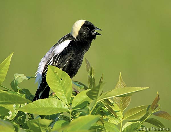Photo (8): Bobolink