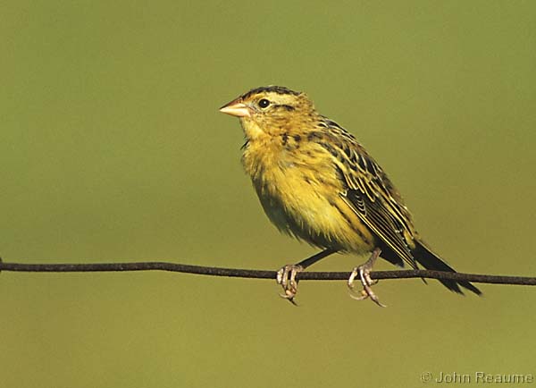 Photo (6): Bobolink