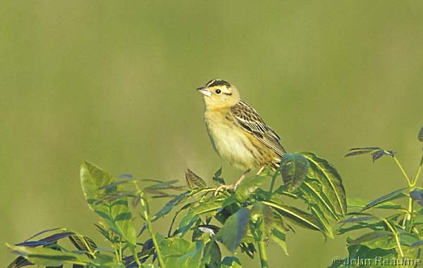 Photo (11): Bobolink