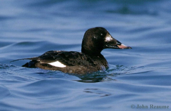 Photo (6): White-winged Scoter