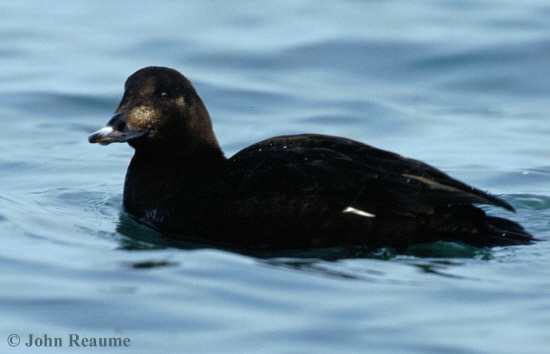 Photo (7): White-winged Scoter