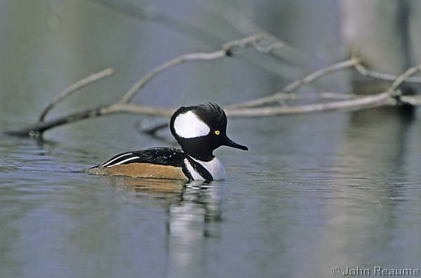 Photo (1): Hooded Merganser