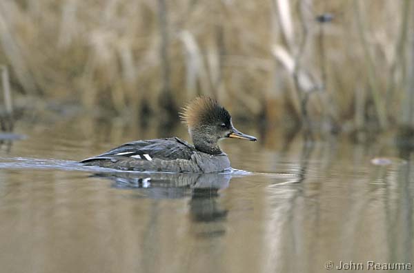 Photo (10): Hooded Merganser