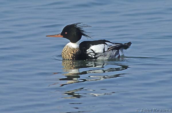 Photo (4): Red-breasted Merganser