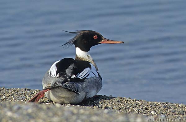 Photo (5): Red-breasted Merganser