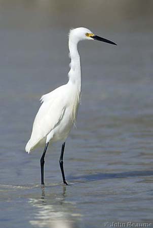 Photo (10): Snowy Egret