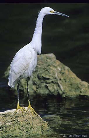 Photo (11): Snowy Egret