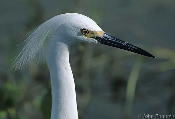 Photo (12): Snowy Egret
