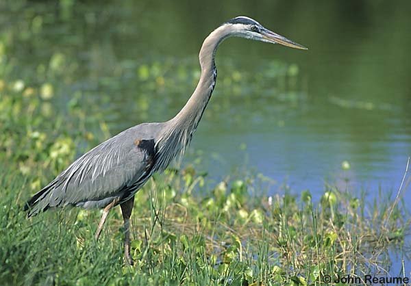 Photo (6): Great Blue Heron