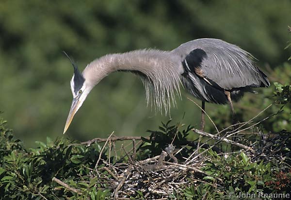 Photo (9): Great Blue Heron