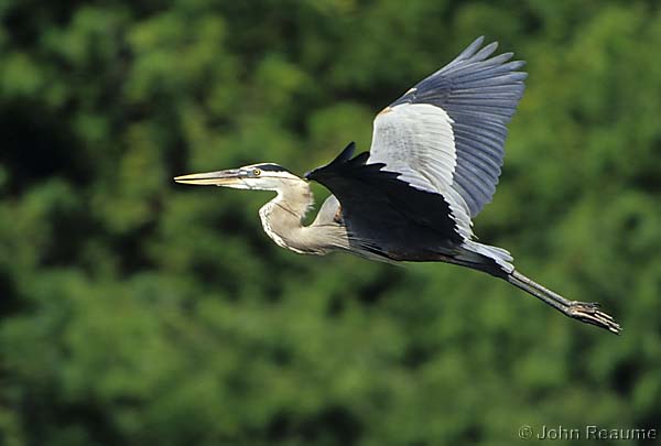 Photo (5): Great Blue Heron
