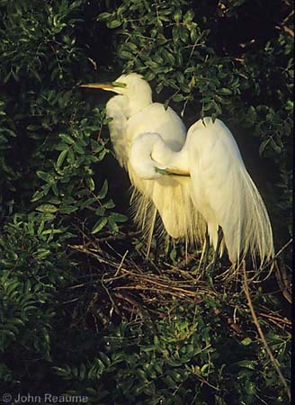 Photo (15): Great Egret