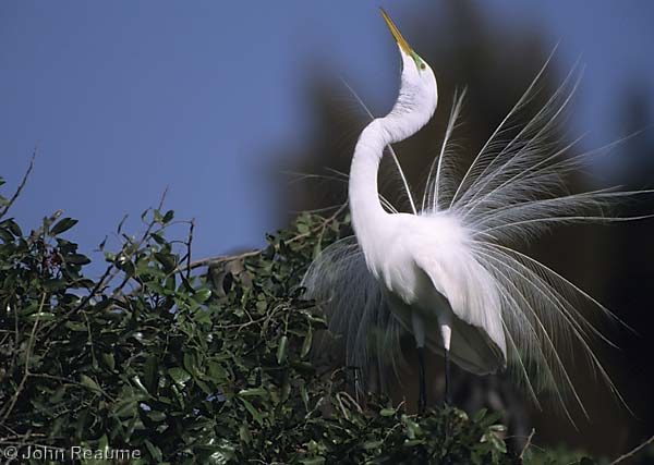 Photo (19): Great Egret