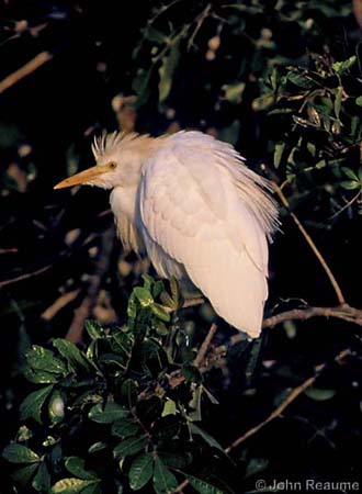 Photo (18): Cattle Egret