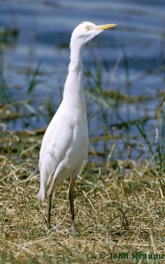 Photo (19): Cattle Egret