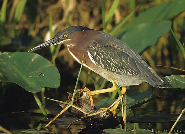 Photo (2): Green Heron