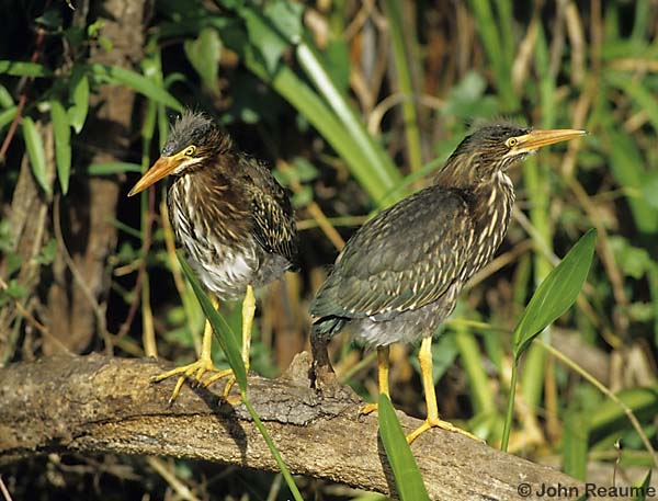 Photo (21): Green Heron