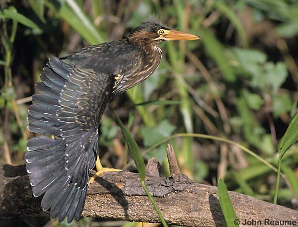 Photo (22): Green Heron