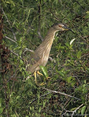 Photo (22): Black-crowned Night-Heron