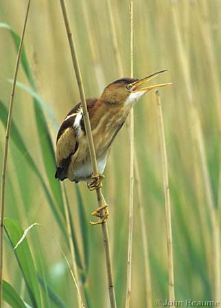 Photo (7): Least Bittern