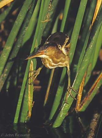 Photo (10): Least Bittern