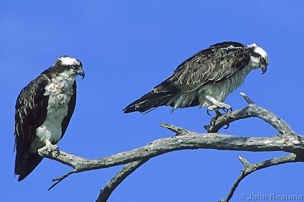 Photo (17): Osprey