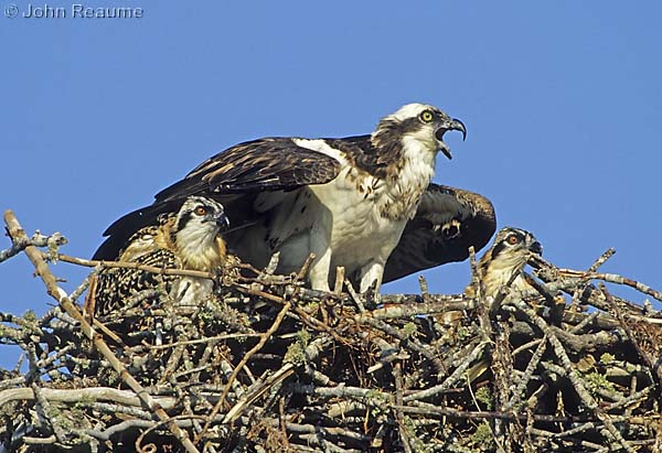 Photo (22): Osprey