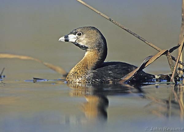 Photo (8): Pied-billed Grebe