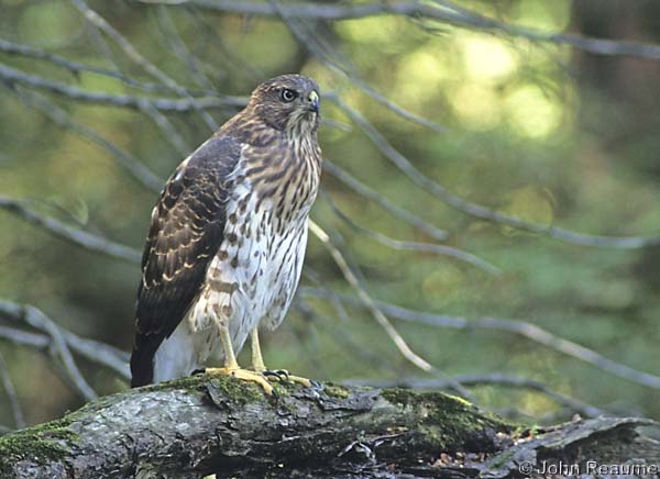 Photo (18): Cooper's Hawk