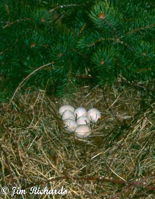 Photo (10): Wild Turkey