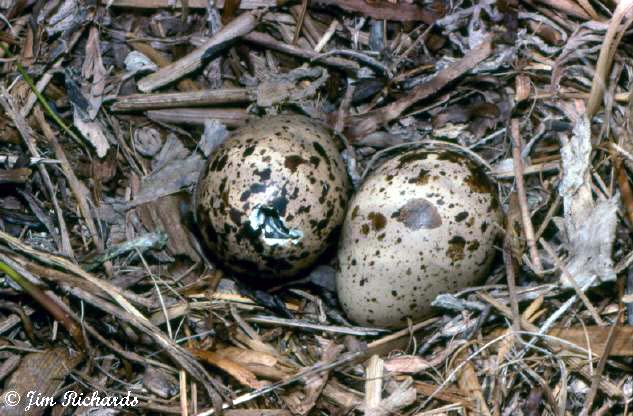 Photo (23): Spotted Sandpiper