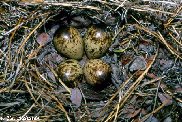 Photo (11): Semipalmated Sandpiper