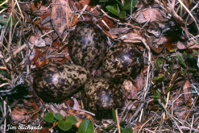 Photo (19): Pectoral Sandpiper