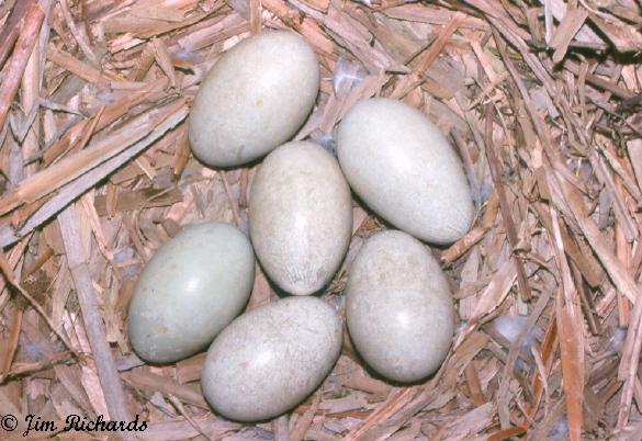Photo (20): Mute Swan