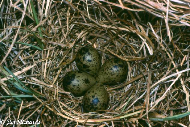 Photo (21): Red-necked Phalarope