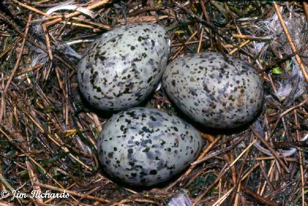 Photo (27): Ring-billed Gull