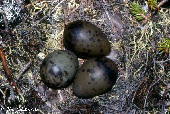 Photo (23): Bonaparte's Gull