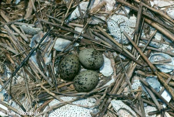 Photo (19): Common Tern