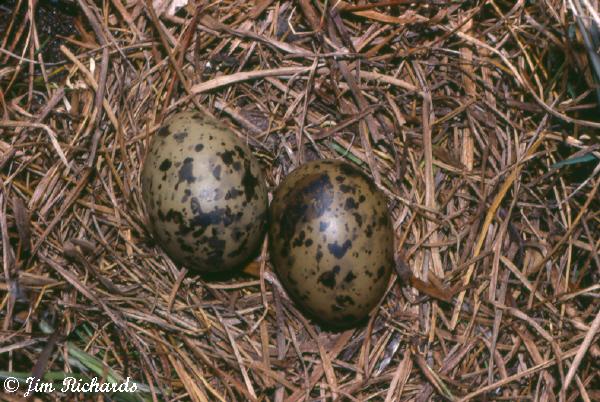 Photo (19): Arctic Tern